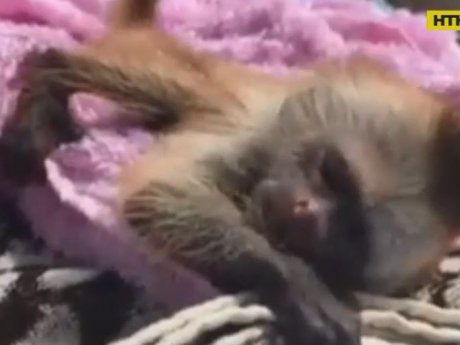 В Бердянске родителями для обезьянки стали работники зоопарка