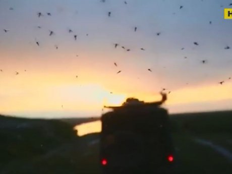 В России из-за нашествия комаров люди не выходят из дома