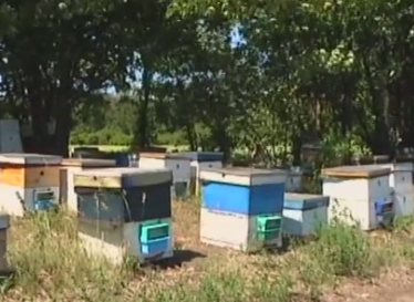 В Днепропетровской области массово гибнут пчелы
