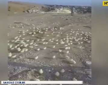 С выброшенных яиц на грузинскую свалку вылупились сотни цыплят