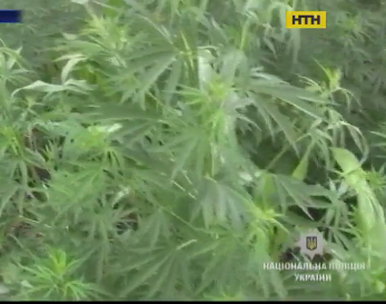 В Винницкой области задержали 49-летнюю женщину, которая выращивали каннабис