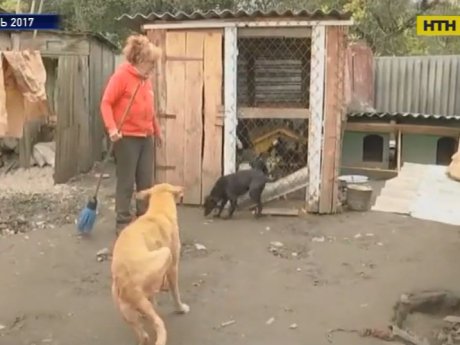На Рівненщині жінка оселила в своєму будинку понад сотню собак та котів, сама спить на вулиці