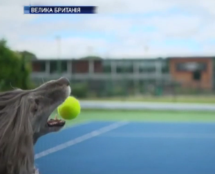 Собачки-теннисисты стали звездами мирового масштаба