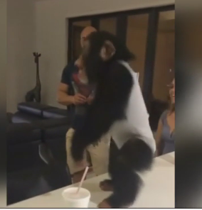 В Майами маленькая шимпанзе по кличке Лимбани стала звездой Интернета
