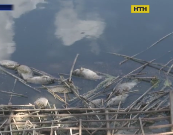 Масова загибель риби на Полтавщині