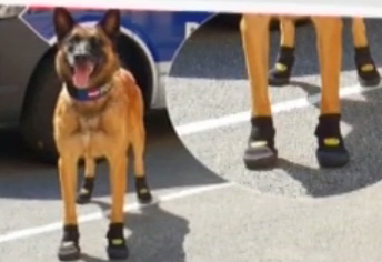 В Австрии и Швейцарии служебным собакам выдали обувь