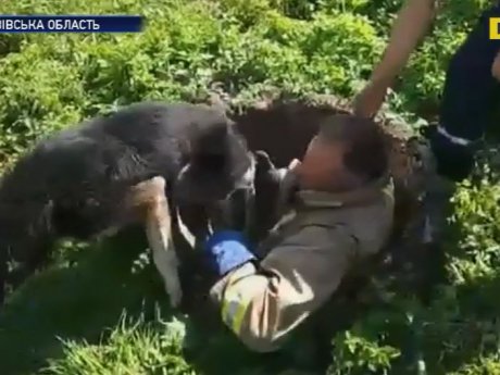 На Львовщине люди спасли большого пса, упавшего в колодец