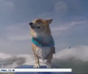 Пес з Каліфорнії катається на серфі