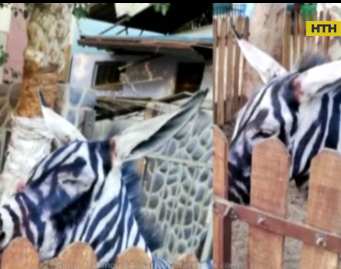 У єгипетському зоопарку показували розфарбованих віслюків замість зебр