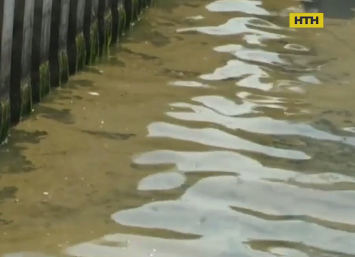 Токсичные водоросли атакуют воды Балтики