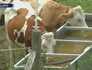 В Швейцарии от безумной жары спасают домашний скот
