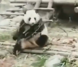 Панду Кунг-фу знайшли у китайському зоопарку