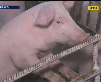 Заражених африканською чумою свиней, хотіли продати на ковбасу на Полтавщині