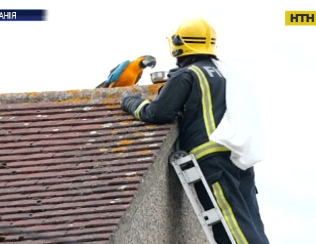 В Лондоне попугай, который застрял на крыше дома, обругал своих спасателей.