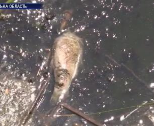 В Корсуньському водосховищі задихнулася вся риба