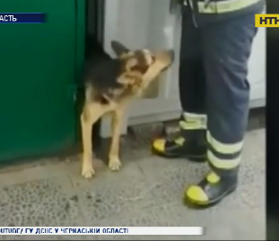 В Золотоноше спасатели из ловушки освободили собаку