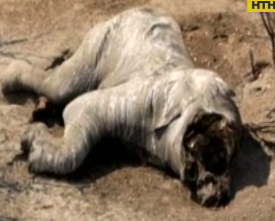 Браконьеры убили 90 слонов в Ботсване