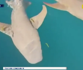 Туристке на Западе Австралии акула откусила палец