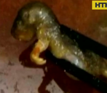 В одном из ресторанов Китая женщина нашла дохлую крысу в супе