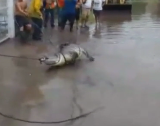 В Мексике после масштабного наводнения по улицам поплыли крокодилы