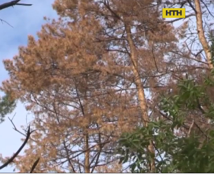 Тисячі гектарів сосен висохли у Черкасах