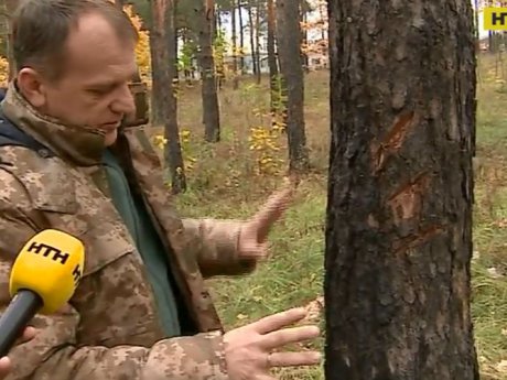 В Киеве преступники сделали смертельные уколы почти полтысячи деревьев