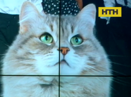 В Стамбуле бездомная кошка выбежала на подиум и стала звездой модного показа