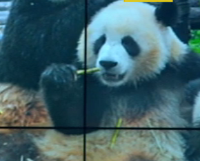 В Китае запретили фотографироваться с пандами