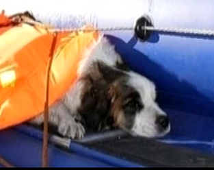 В Забайкалье спасли собаку, которая вмерзла в лед