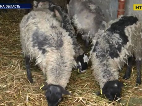 Более 200 овец, выживших в аду в порту в Черноморске, вернулись в Одесскую область