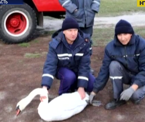 Спецоперацію з порятунку лебедя з перебитим крилом, провели на Полтавщині