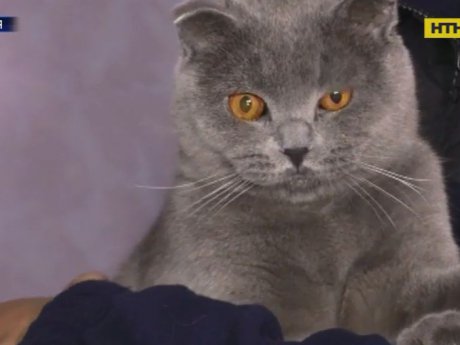 У Вінниці кішка врятувала власника від загибелі