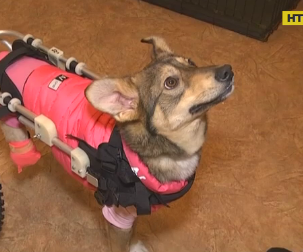 Собака, який пересувається на інвалідному візку, живе в Полтаві