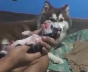 В Таиланде мужчина сделал искусственное дыхание щенку хаски