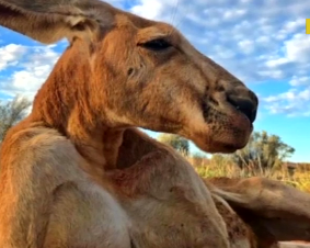В Австралии умер самый известный в мире кенгуру