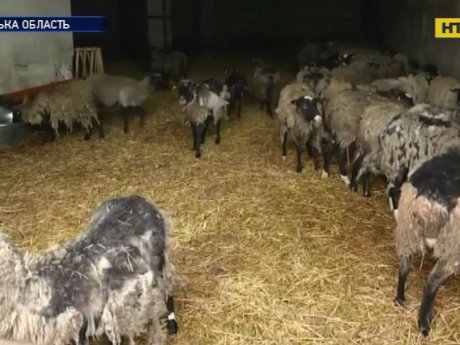 Овцы из Черноморского порта выжили и даже окотились