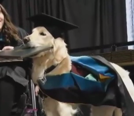 Американский пес получил диплом о высшем образовании