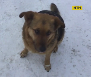 Невідомі труять безпритульних собак у Чернігові