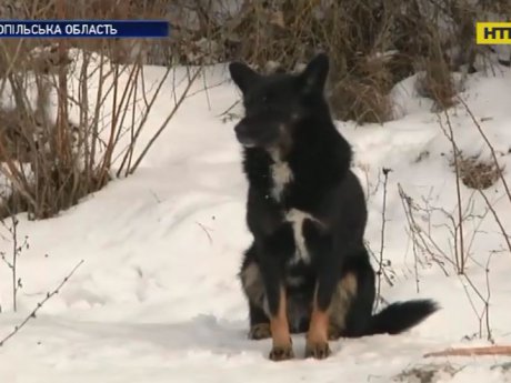 На Тернопільщині пес біля дороги півроку чекає на хазяїна