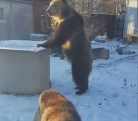 Медведь Степан стал звездой Интернета
