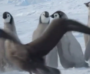 Ученые опубликовали видео, на котором стая пингвинят отбила атаку буревестника
