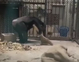 У китайському зоопарку шимпанзе ретельно прибирають свої клітки
