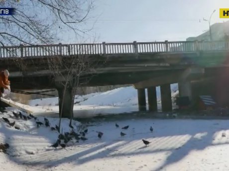 В Чернигове на зимовку осталось более 5 000 уток