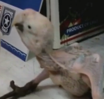 Партию попугаев, которых хотели нелегально продать, изъяли в Чили