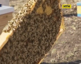 Бджоляр з Львівщини розшукує вкрадену пасіку за винагороду