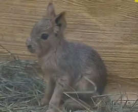 Аргентинському зайцю, який народився у зоопарку на Київщині, обирають ім’я