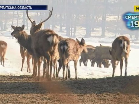 350 закарпатских оленей готовятся к весне