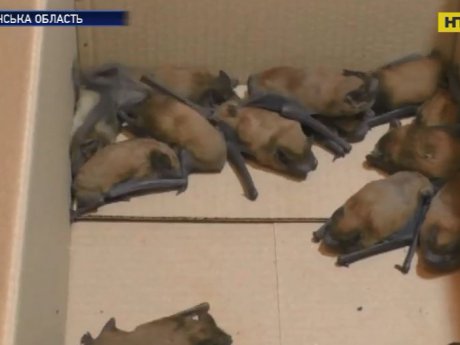 Почти сотню летучих мышей спасли от смерти на Волыни