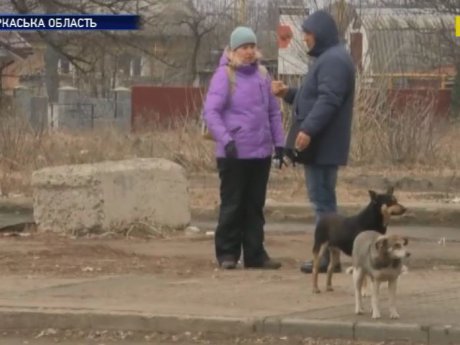 На Черкащині в місті Ватутіному невідомі масово потруїли собак