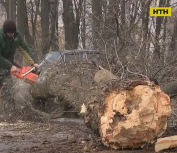 В Виннице на одиннадцатилетнюю девочку упало дерево